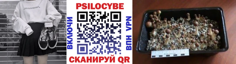 Купить  Стародуб  Галлюциногенные грибы Psilocybine cubensis 